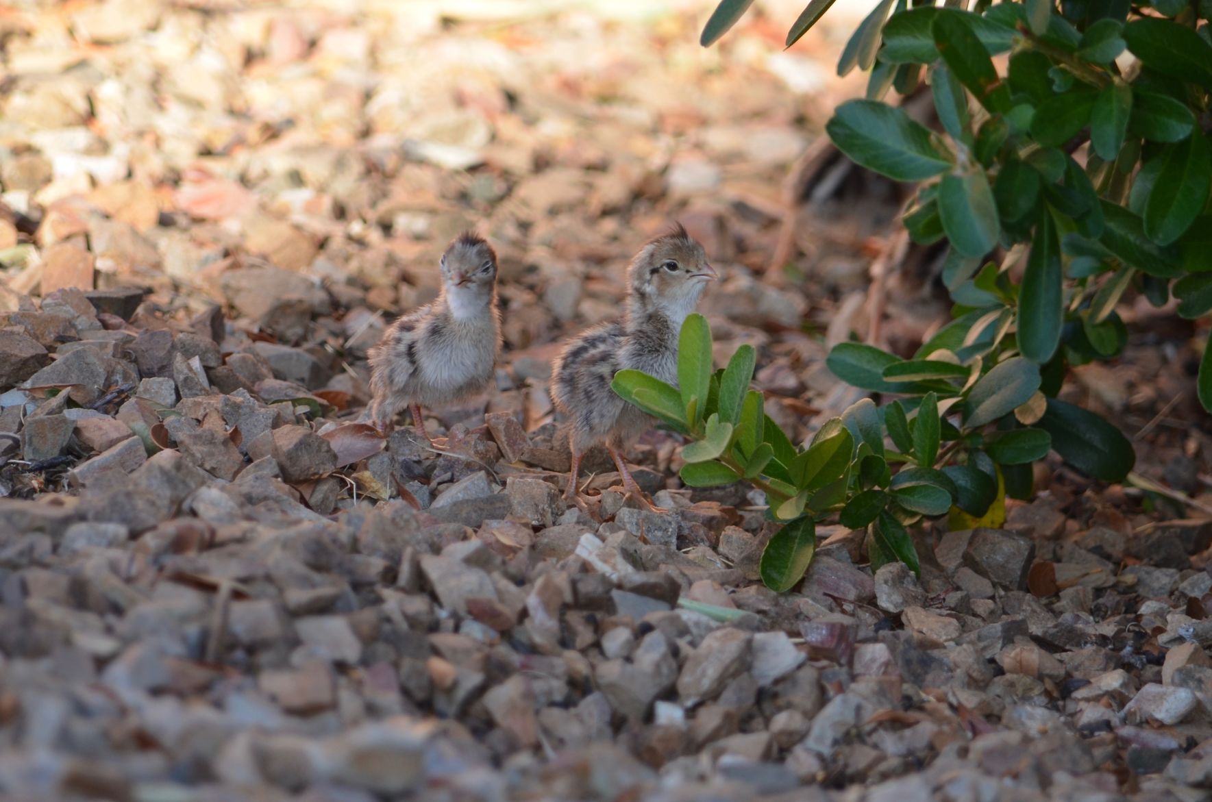 Southern Arizona Wildlife Babies